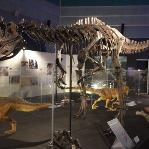 DSC 7067